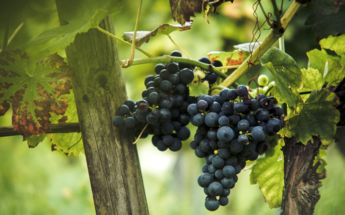 grapes, fruits, vineyard, autumn, harvest