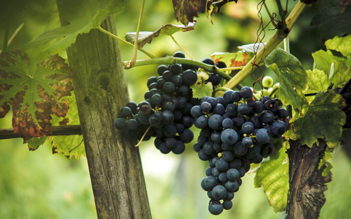 uvas, frutas, vi&#241;edos, oto&#241;o, cosecha