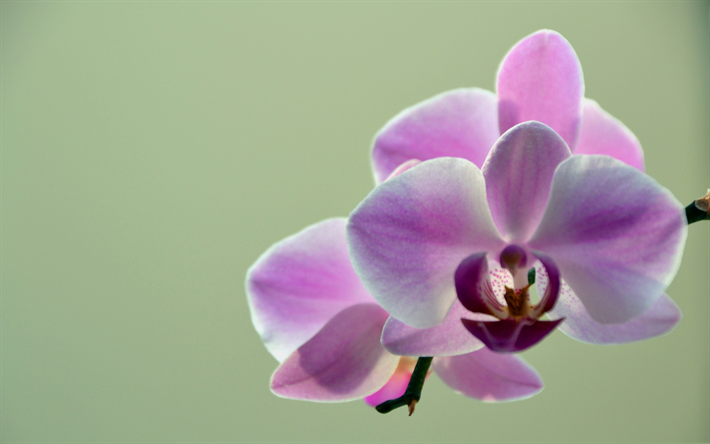 pink orchids, tropical flowers, green background, branch, orchid
