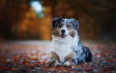 Australian Shepherd, autumn, yellow leaves, cute fluffy dog, Aussie, pets, dogs