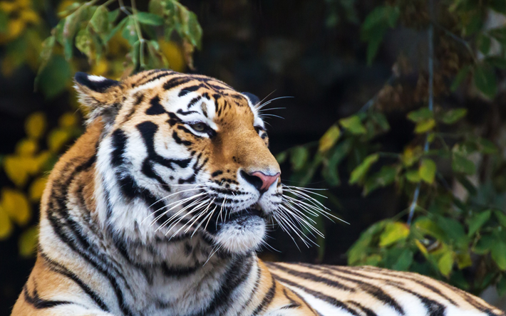 ダウンロード画像 タイガー プレデター 森林 ジャングル 野生動物 大虎 フリー のピクチャを無料デスクトップの壁紙