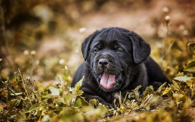 black labrador, puppy, retriever, pets, close-up, bokeh, cute animals, black retriever, labradors