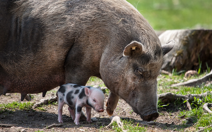 los cerdos, granja, cochinito, animales divertidos, pink pig