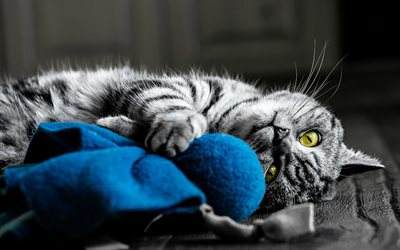 British Shorthair, ball of yarn, close-up, domestic cat, gray cat, pets, cats, cute animals, British Shorthair Cat, yellow eyes