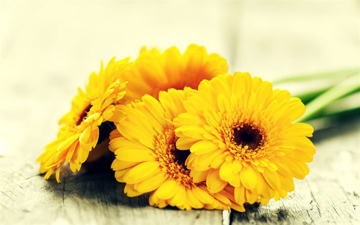 黄gerberas, 黄色い花, 花背景, 黄色の花びら