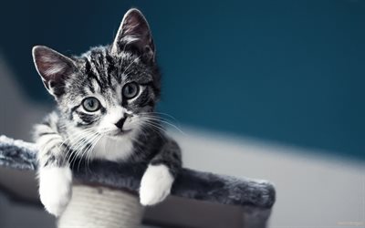 gray kitten, cute animals, cats, pets, domestic cat, close-up, kittens