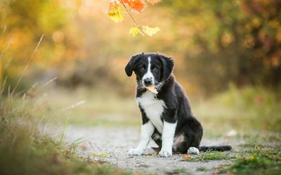 black and white puppy, little cute puppy, Border Collie, cute little animals, autumn, yellow leaves, dogs