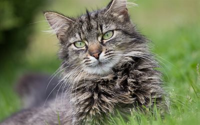 Maine Coon, bokeh, green eyes, fluffy cat, close-up, cute animals, gray Maine Coon, pets, cats, domestic cats, Maine Coon Cat