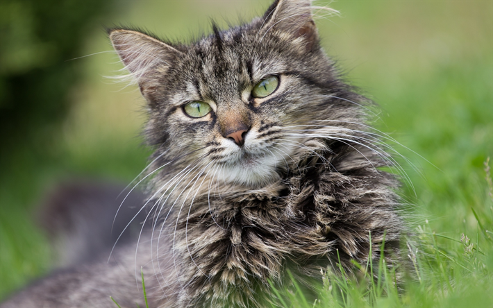 Maine Coon, bokeh, ojos verdes, suaves gato, close-up, animales lindos, gris, mascotas, gatos, gato dom&#233;stico, Gato de Coon de Maine
