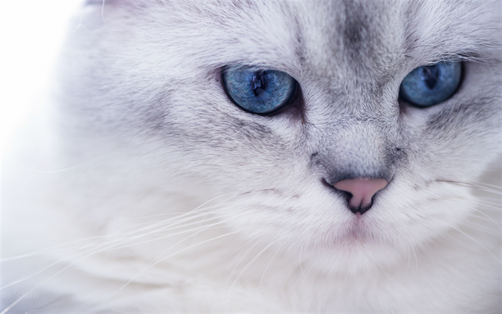 Ragdoll, muzzle, denectic cat, blue eyes, cute animals, cats, pets, Ragdoll Cats