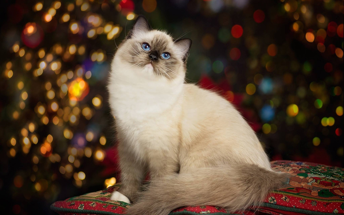 Ragdoll, beige esponjoso gato, Navidad, A&#241;o Nuevo, noche, lindo animado gatos