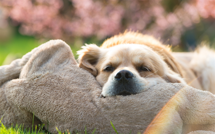 Golden Retriever, toalla, bokeh, close-up, lindo perro, perros, mascotas, labrador, Golden Retriever Perro