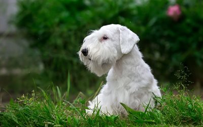 sealyham terrier, white curly dog, English breeds of dogs, pets, dogs