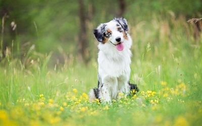 Australian Shepherd, Aussie white black fluffy dog, pets, green grass, cute dog