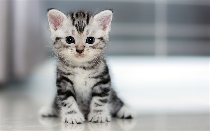 4k, British Shorthair, kitten, domestic cat, close-up, gray cat, pets, cats, cute animals, British Shorthair Cat