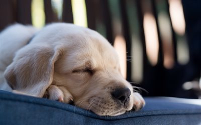 Sleeping labrador puppy, 4k, bokeh, dogs, cute dogs, pets, Golden Retriever, small labradors, sleeping puppy, Golden Retriever Dog, cute animals, Small Golden Retriever, puppy