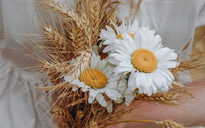 camomilla in mano, abito bianco, fiori selvatici, camomilla, bouquet di orecchie di grano, bouquet di camomilla