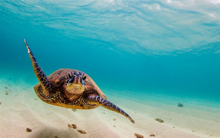 kilpikonna veden alla, valtameri, kilpikonna, vedenalainen maailma, kilpikonnat