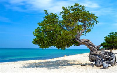 Caribbean, tree on the beach, ocean, summer travel, coast, summer coast