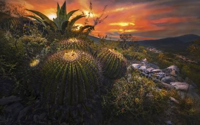 cactus, d&#233;sert, soir&#233;e, coucher du soleil, ciel, Mexique