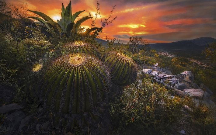 cactus, &#246;knen, kv&#228;ll, sunset, sky, Mexiko