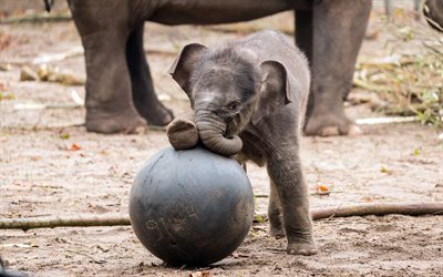 peque&#241;o elefante, bola, los elefantes, los elefantes beb&#233;s