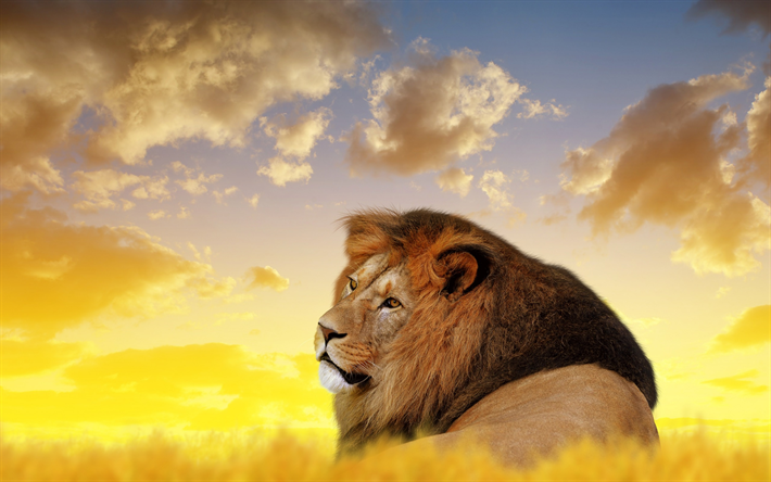 lion, Afrique, faune, les pr&#233;dateurs, les animaux dangereux