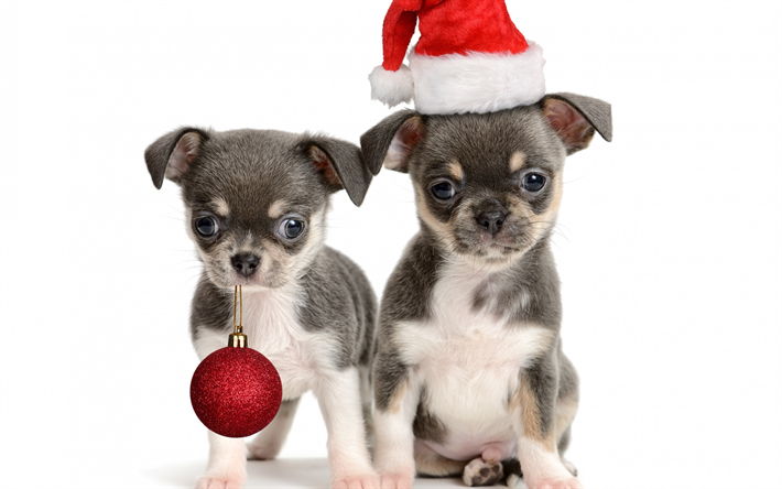 New Year, 2018, puppies, small dogs, Christmas, Year of the dog, Chinese calendar, cute animals, 2018 concepts
