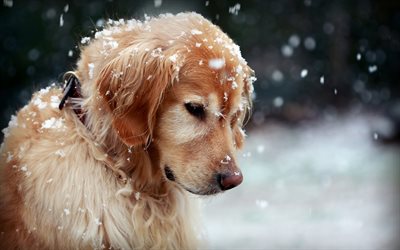 golden retriever, winter, labrador, puppy, cute dog, snowflakes, cute animals, dogs