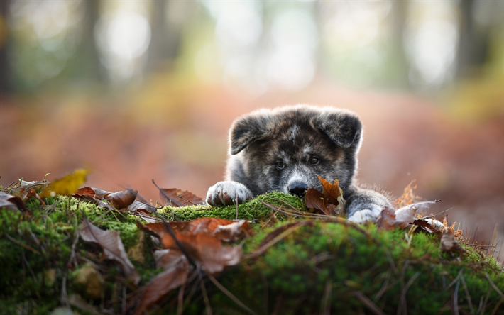 Akita Inu, cucciolo, cane grigio, simpatici animali, autunno, anno del cane concetti, animali domestici