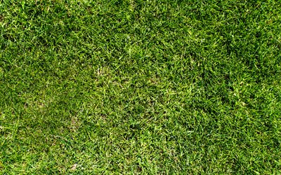 緑の芝生の質感, 近, 植物感, 草背景, 草感, 緑の芝生, グリーンバック, マクロ, 芝トップ