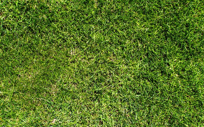 العشب الأخضر الملمس, قرب, مصنع القوام, العشب خلفيات, العشب القوام, العشب الأخضر, الأخضر الخلفيات, ماكرو, العشب من أعلى