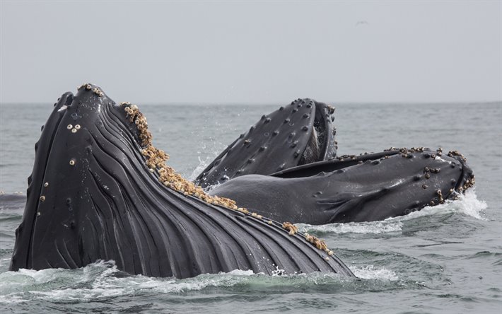 cachalot, ballena, oc&#233;ano, grandes ballenas, las olas, la de las ballenas