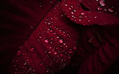 red leaves with water drops, red leaves texture, natural textures, dew drops