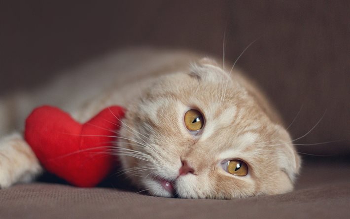 Piega scozzese, cuore rosso, gatto beige, simpatici animali, gatti, animali domestici, gatto con giocattolo