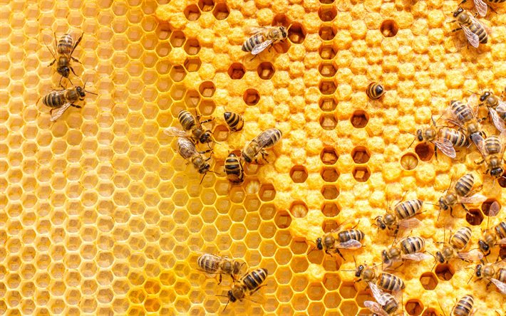 abeilles sur les nids d&#39;abeilles, miel, remplissage en nid d&#39;abeilles, abeilles, concepts de miel, nid d&#39;abeilles