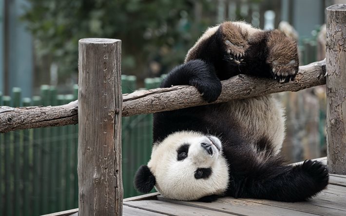 panda, zoo, ours mignon, pandas, Chine, panda mignon, ours, panda sur la cl&#244;ture