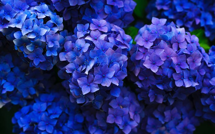 hortensias azules, hermosas flores, capullos azules, primer plano, Hydrangea macrophylla, hortensias