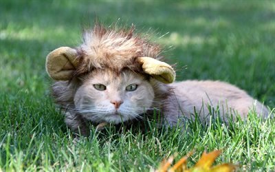 cat, hat, green grass, hat lion