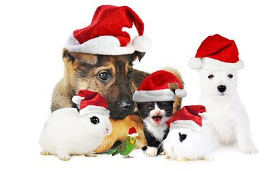 Christmas, cute animals, New Year, puppy, German Shepherd, dog, parrot, rabbit, guinea pig, kitten