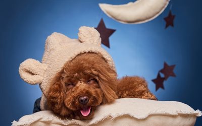 brown puppy, poodle, fluffy dog, pets, dogs