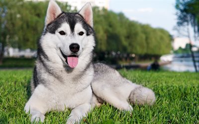 Siberian Husky, 4k, lawn, dogs, husky, grass, cute animals, Husky Dog