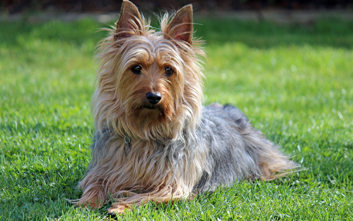 Australiska Silky Terrier, 4k, en liten dekorativ hund, s&#246;ta djur, fluffiga hundar