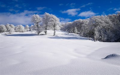 winter, snow, field, blue sky, winter landscape