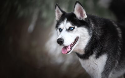 husky, winter, blue eyes, forest, snow, dogs
