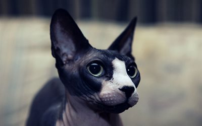 black sphynx, 4k, muzzle, sphynx, cats, pets, Sphynx cat, Felis catus