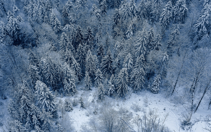 winter landscape, snow, snow-covered forest, top view, evening, forest