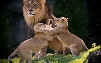 small lions, fight, big lion, predators, wildlife