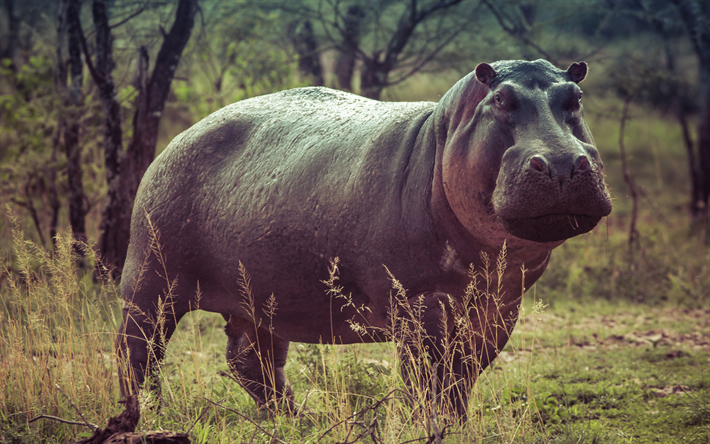 hippo, 4k, savannah, vilda djur, flodh&#228;st, Afrika, Flodh&#228;st flodh&#228;star