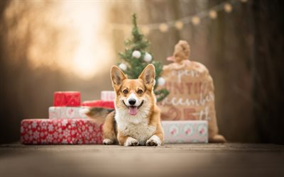 Welsh Corgi, New Year, gifts, small dog, puppy, Christmas